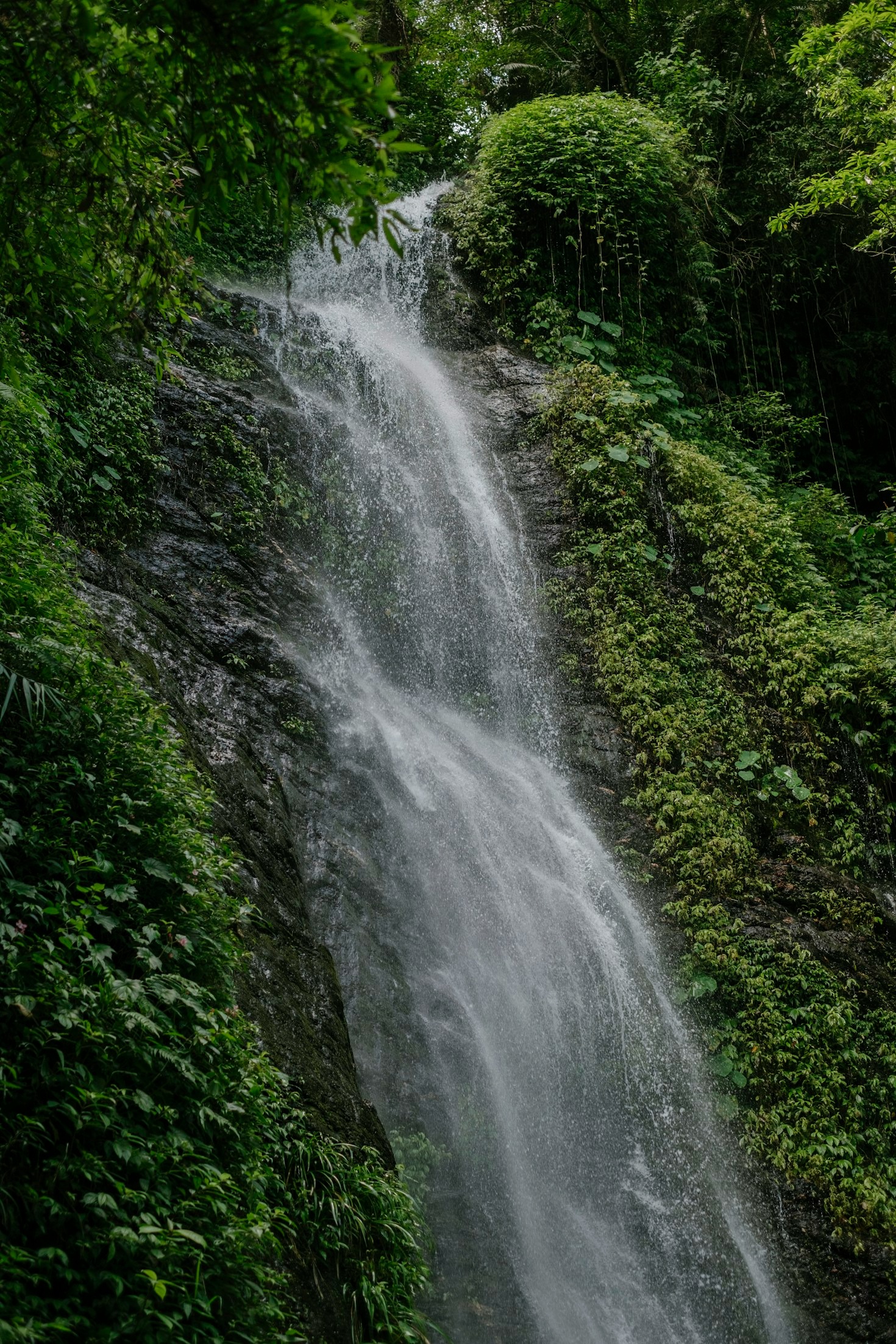 Exploring the Future of Natural Health Solutions